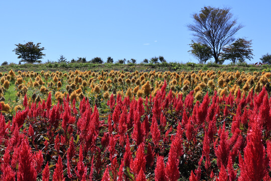 キヤノンEOS R50の高画質な写真