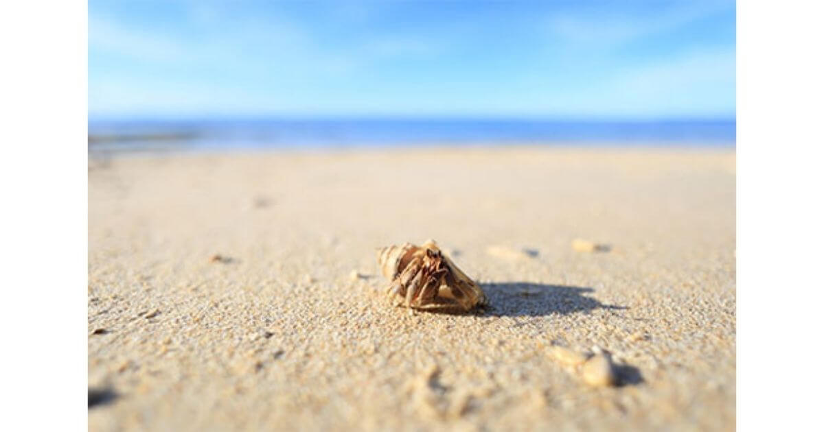 RF16mm F2.8 STMは被写体に13cmまで近づいてもピントを合わせ可能