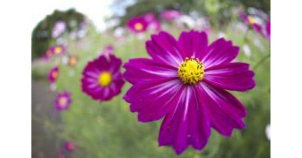 RF16mm F2.8 STMは子どもやペットなどをよりかわいらしく表現（デフォルメ撮影）