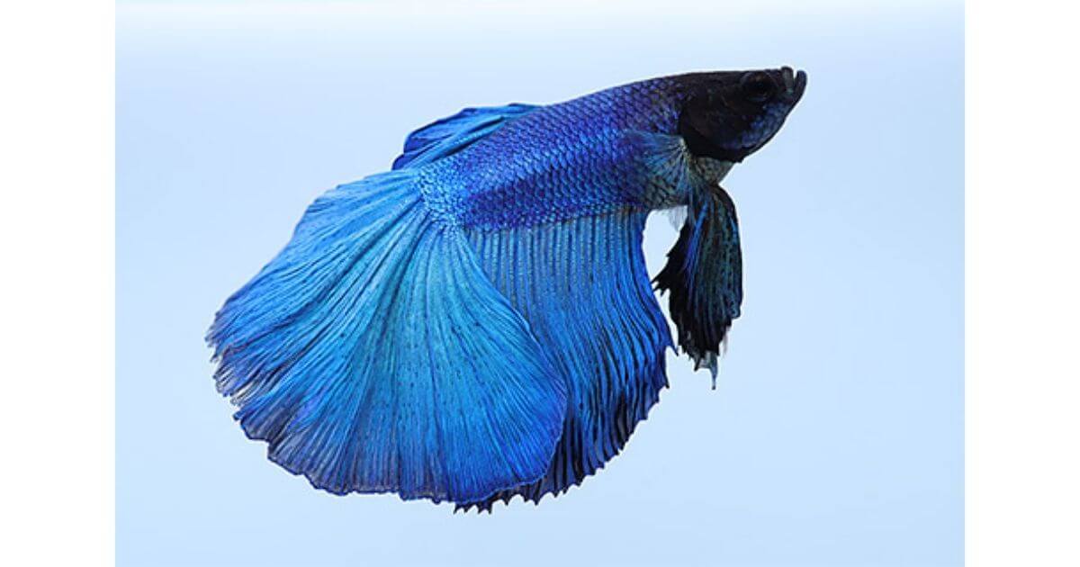 RF16mm F2.8 STMは被写体に17cmまで近づいて大きく撮影できる