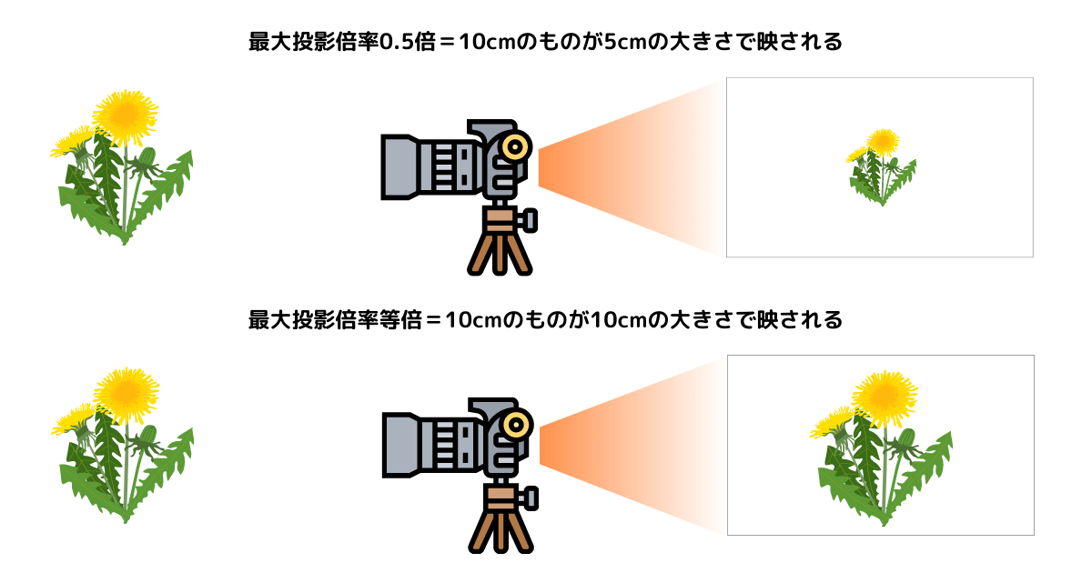 カメラの最大投影倍率について