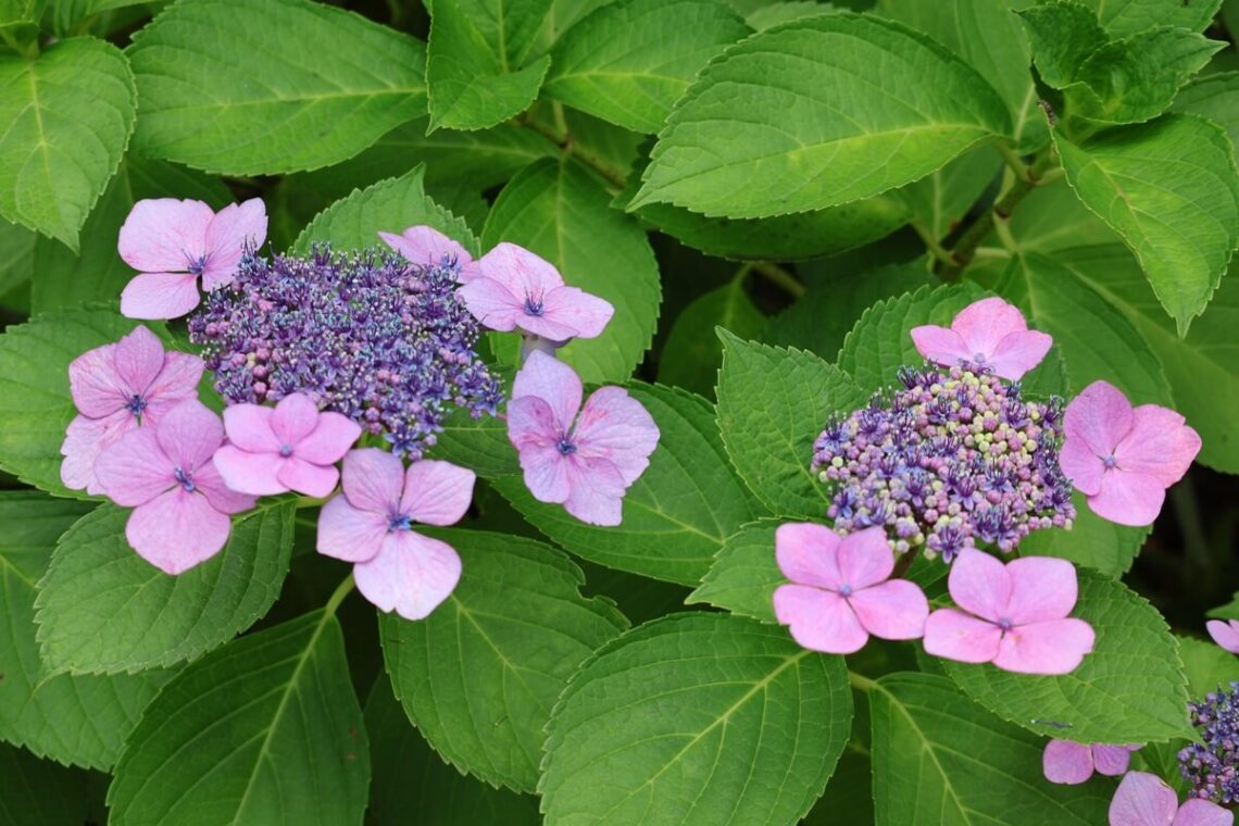 望遠レンズ（RF-S55-210mm F5-7.1 IS STM）の焦点距離55mmでアジサイを撮影