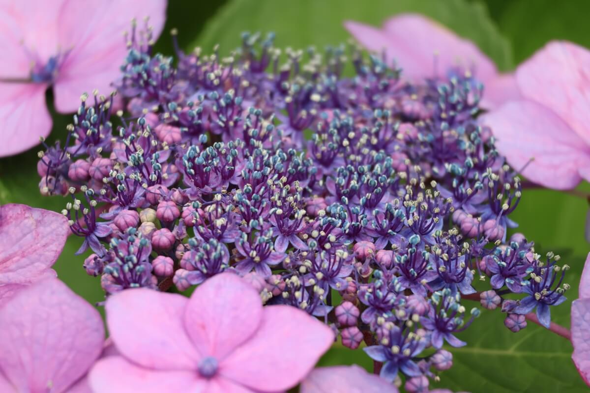 望遠レンズ（RF-S55-210mm F5-7.1 IS STM）の焦点距離210mmでアジサイを撮影