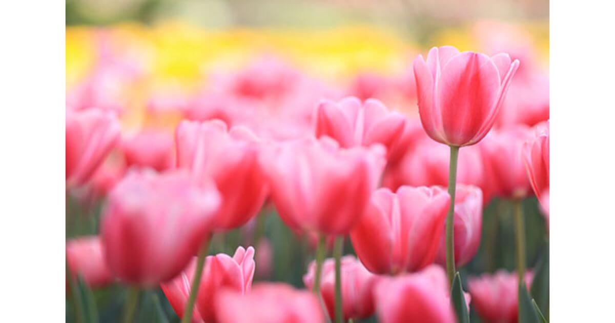 Canon EOS R100は大型CMOSセンサー搭載で高画質な写真が撮れる