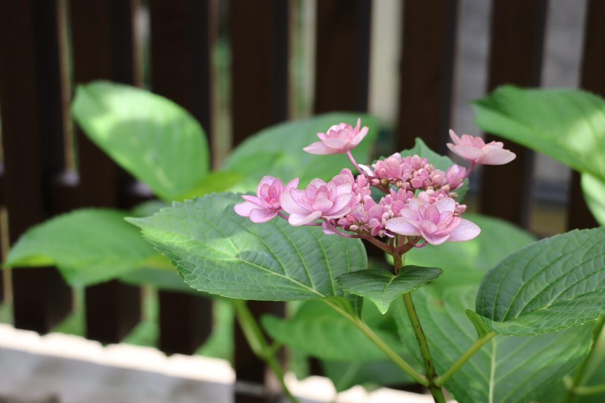 望遠レンズ（RF-S55-210mm F5-7.1 IS STM）の焦点距離55mmでアジサイを撮影した場合